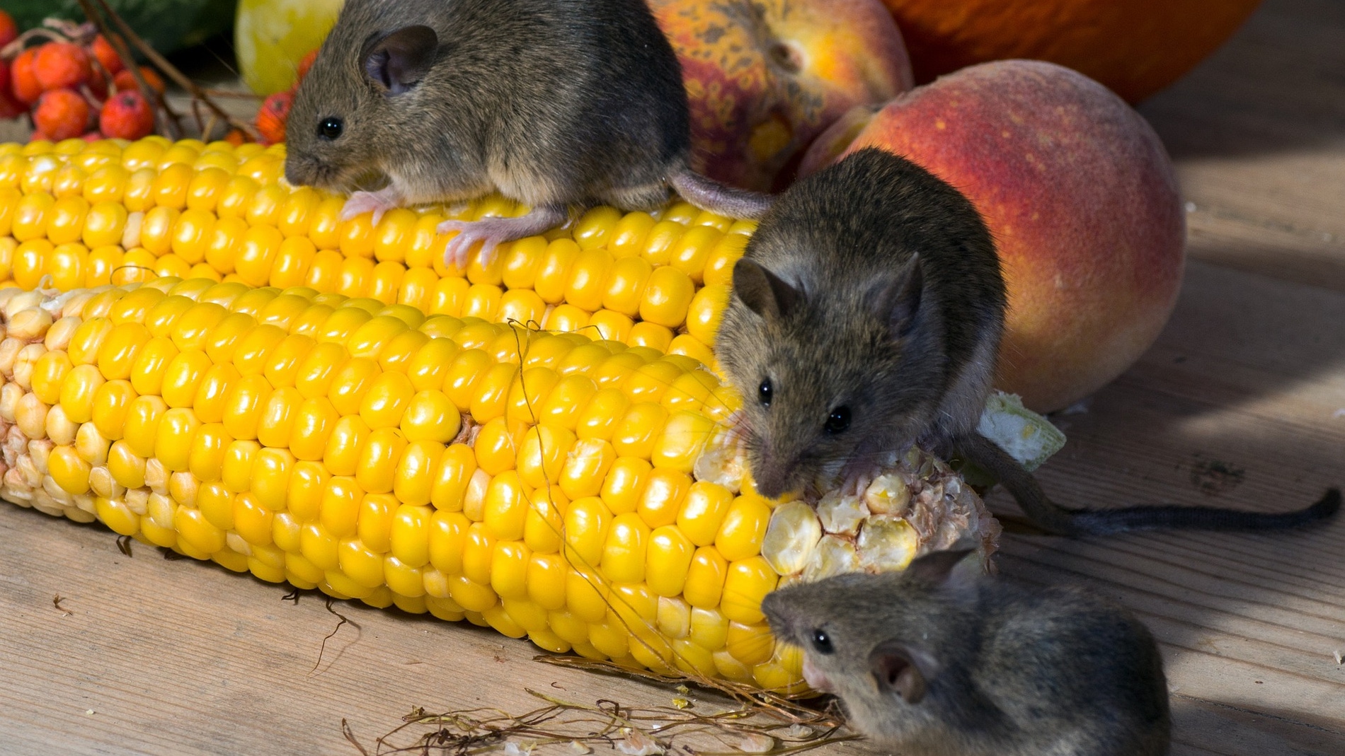 Ratones