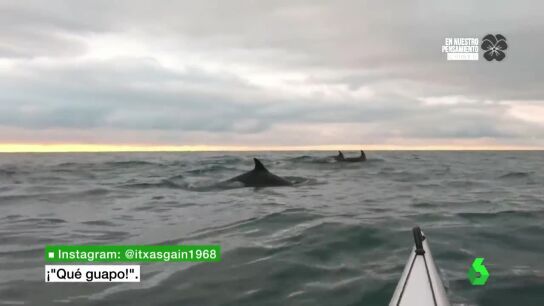 Delfines junto a un pirag&uuml;ista