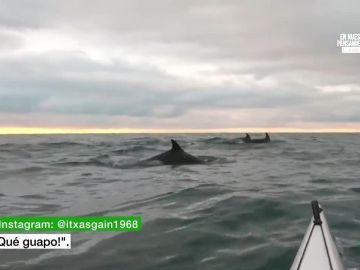 Delfines junto a un piragüista Delfines junto a un piragüista