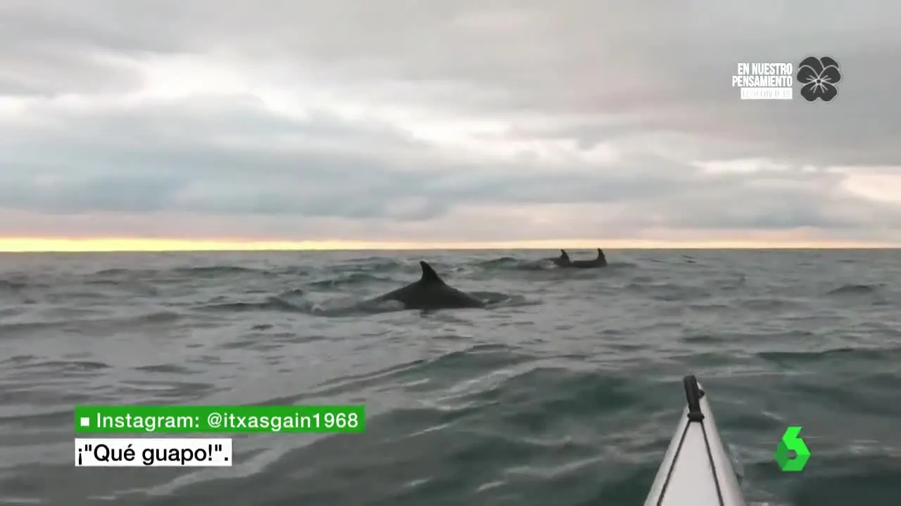 Delfines junto a un piragüista