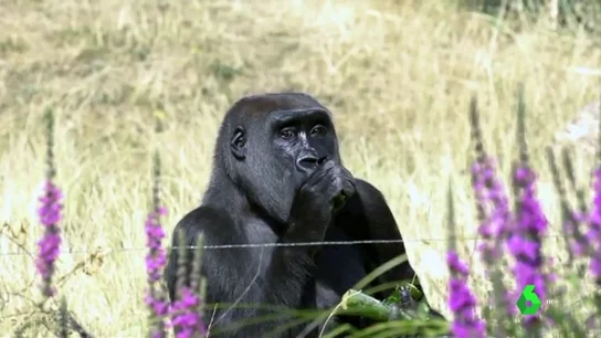El COVID-19, una amenaza letal también para los grandes simios El COVID-19, una amenaza letal también para los grandes simios