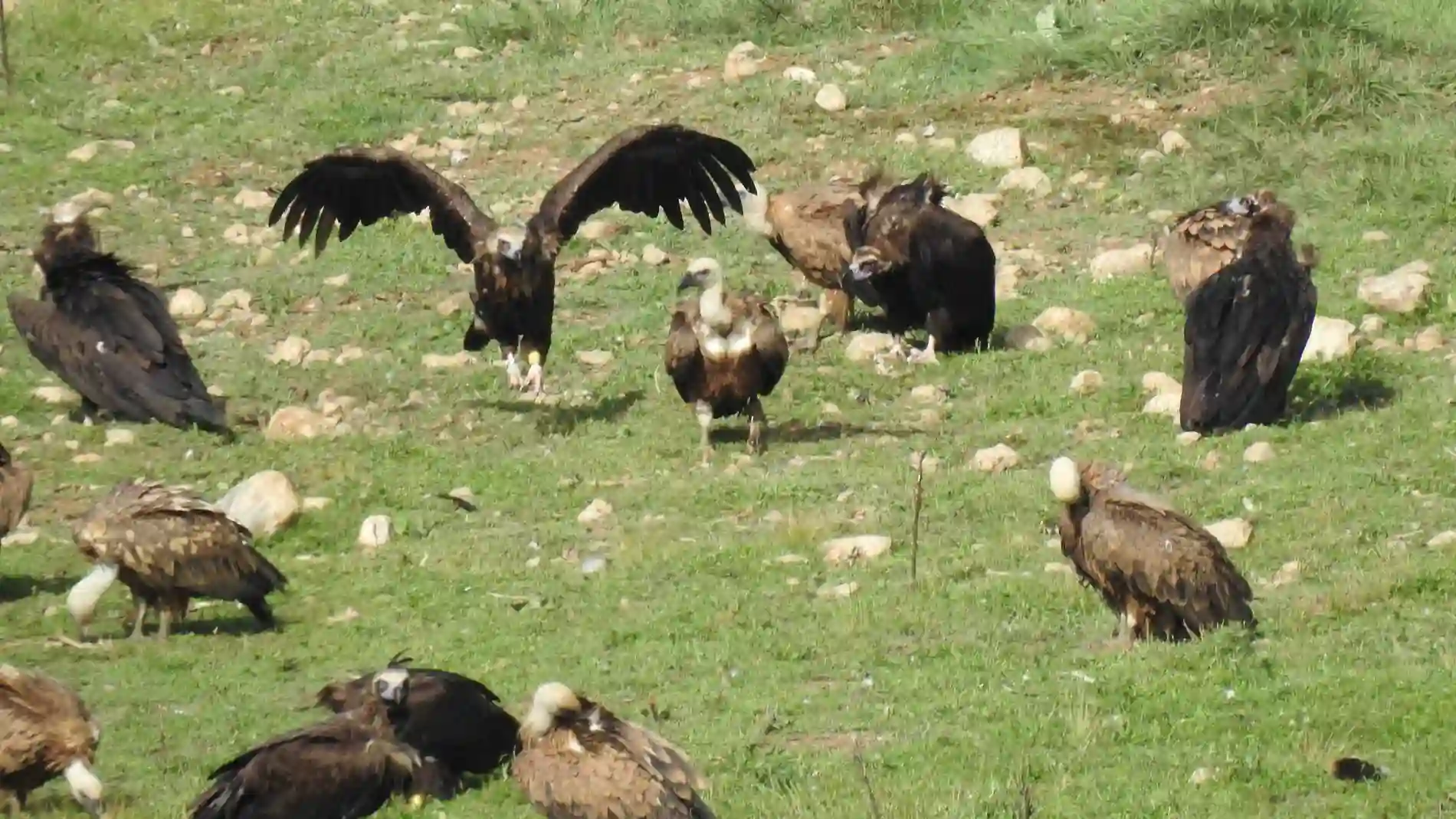 Buitres negros en Pirineos