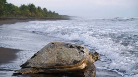 Tortugas