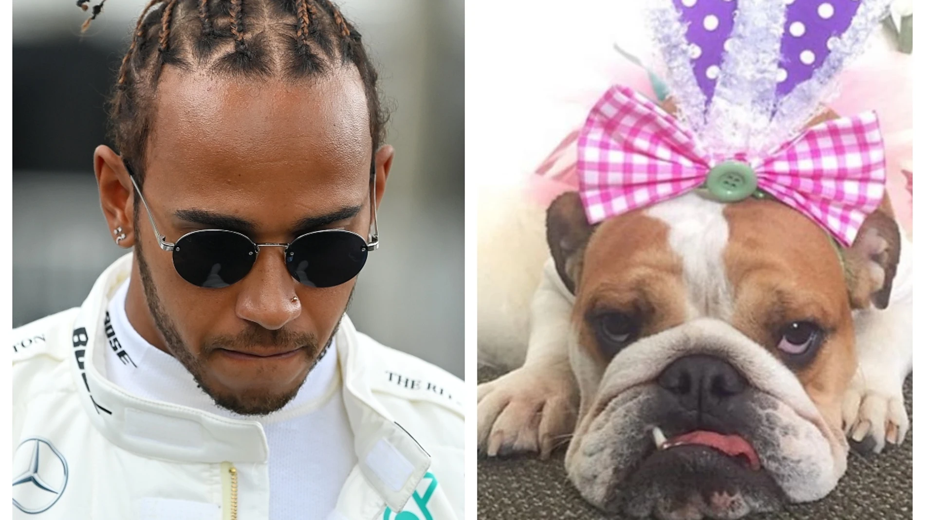 Lewis Hamilton y su perra Coco