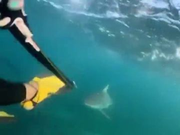 Un tiburón gigante aterroriza a dos buceadores adolescentes Un tiburón gigante aterroriza a dos buceadores adolescentes