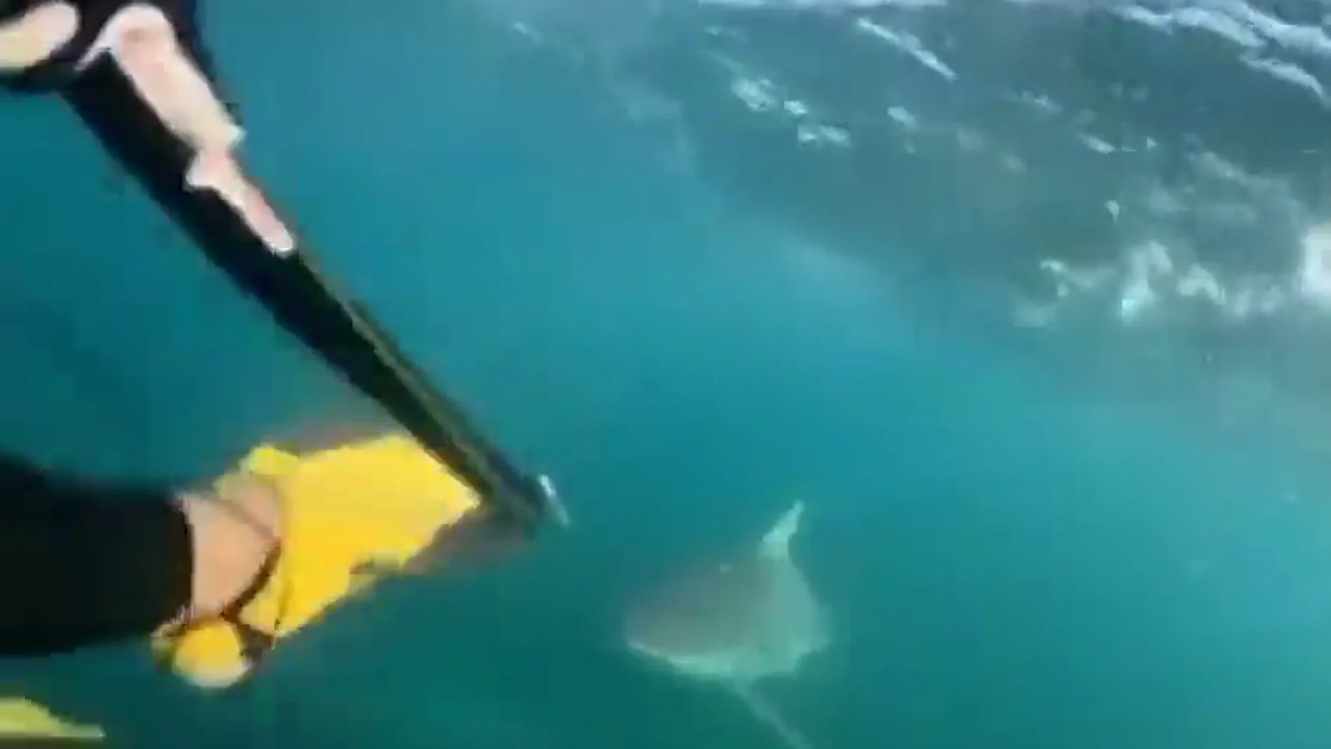 Un tiburón gigante aterroriza a dos buceadores adolescentes