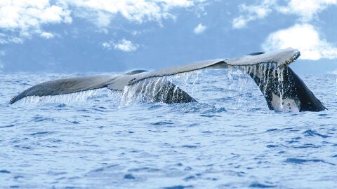 Ballenas
