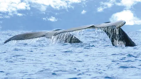 Ballenas Ballenas