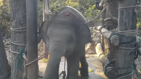 Elefante torturado en Tailandia Elefante torturado en Tailandia
