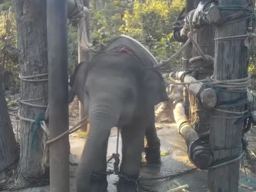 Elefante torturado en Tailandia Elefante torturado en Tailandia