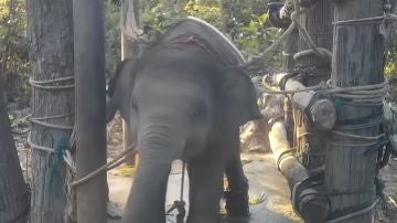 Elefante torturado en Tailandia
