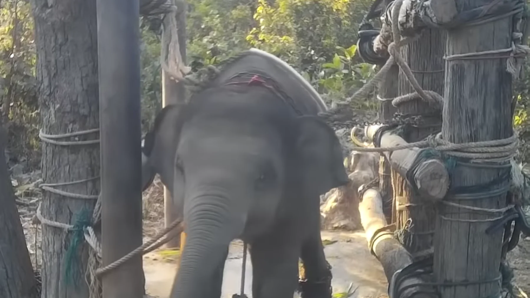 Elefante torturado en Tailandia