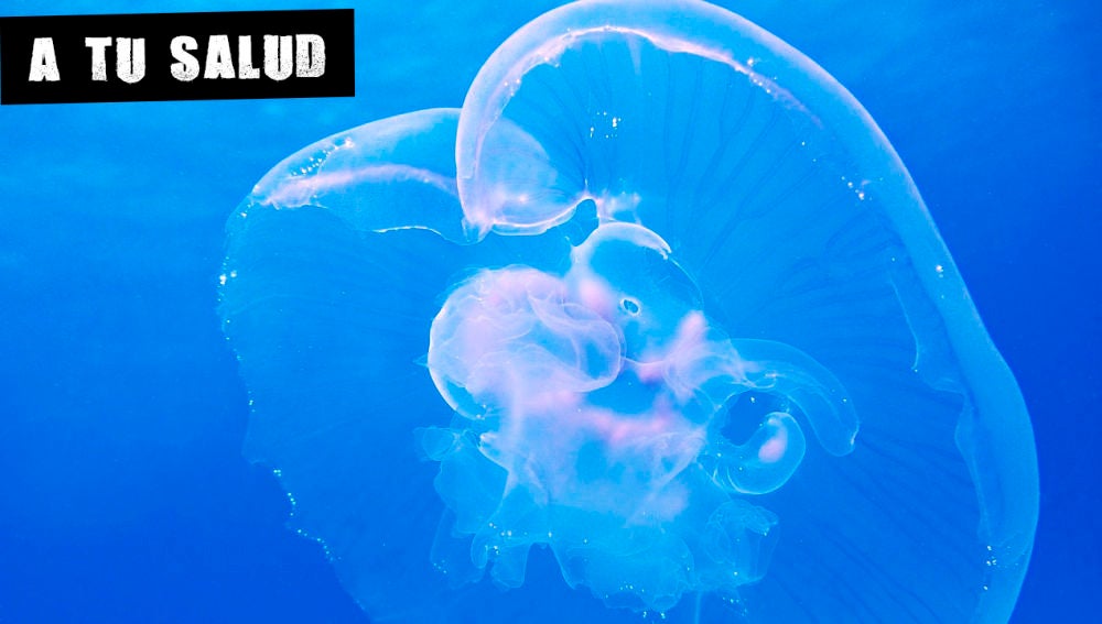 Imagen de archivo de una medusa