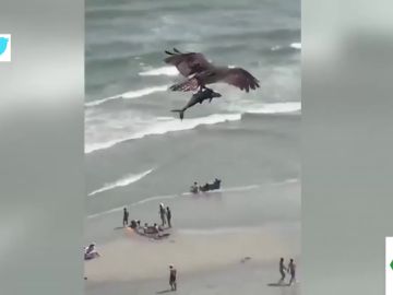El impactante vídeo en el que un águila atrapa a un tiburón entre sus garras y se lo lleva volando El impactante vídeo en el que un águila atrapa a un tiburón entre sus garras y se lo lleva volando
