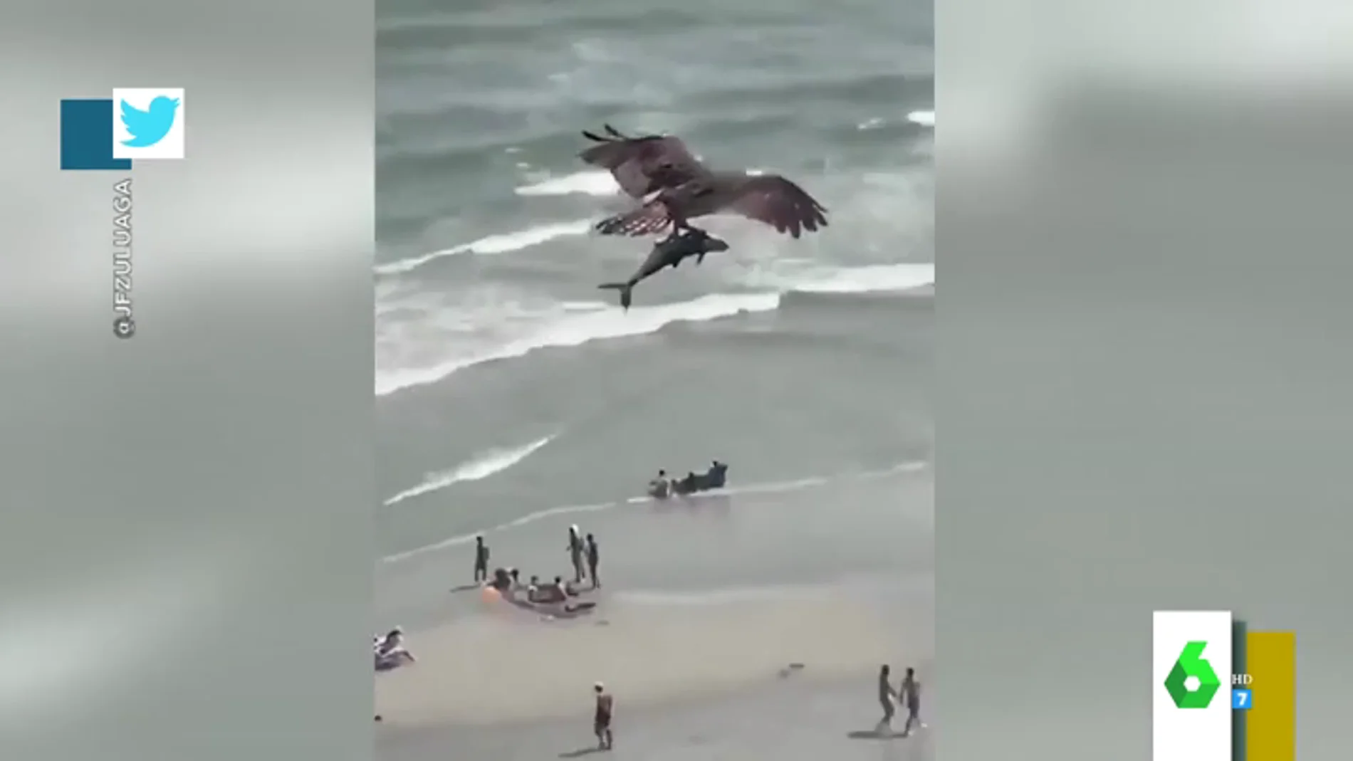 El impactante vídeo en el que un águila atrapa a un tiburón entre sus garras y se lo lleva volando