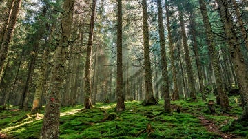 Los satelites detectan un brusco aumento de la explotacion forestal en Europa