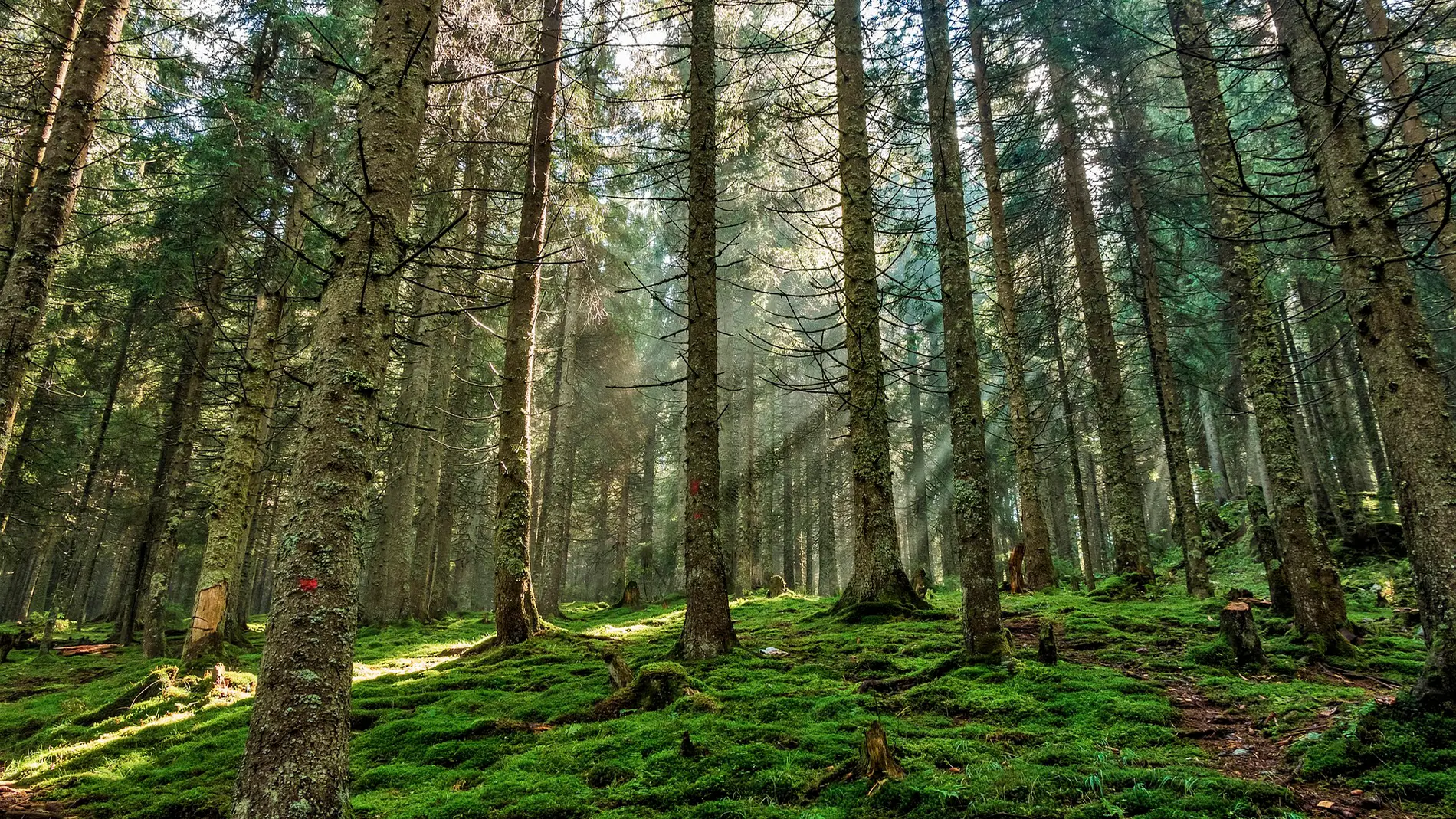 Los satelites detectan un brusco aumento de la explotacion forestal en Europa