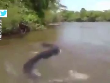 El momento en el que un hombre agarra la cola de una anaconda de cinco metros El momento en el que un hombre agarra la cola de una anaconda de cinco metros