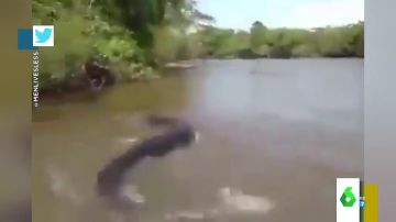 El momento en el que un hombre agarra la cola de una anaconda de cinco metros