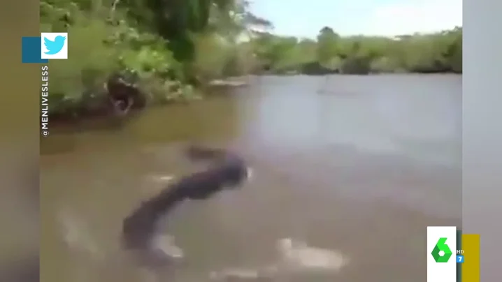 El momento en el que un hombre agarra la cola de una anaconda de cinco metros ante los gritos de los presentes: "¡Suéltala!"