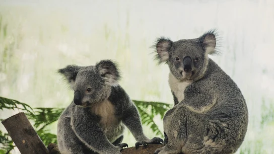 Imagen de archivo de dos koalas Imagen de archivo de dos koalas
