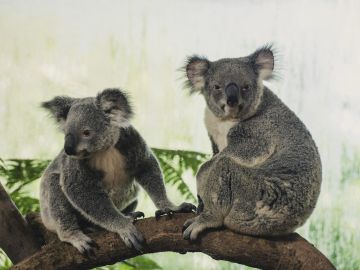 Imagen de archivo de dos koalas Imagen de archivo de dos koalas
