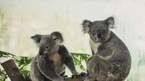 Imagen de archivo de dos koalas Imagen de archivo de dos koalas
