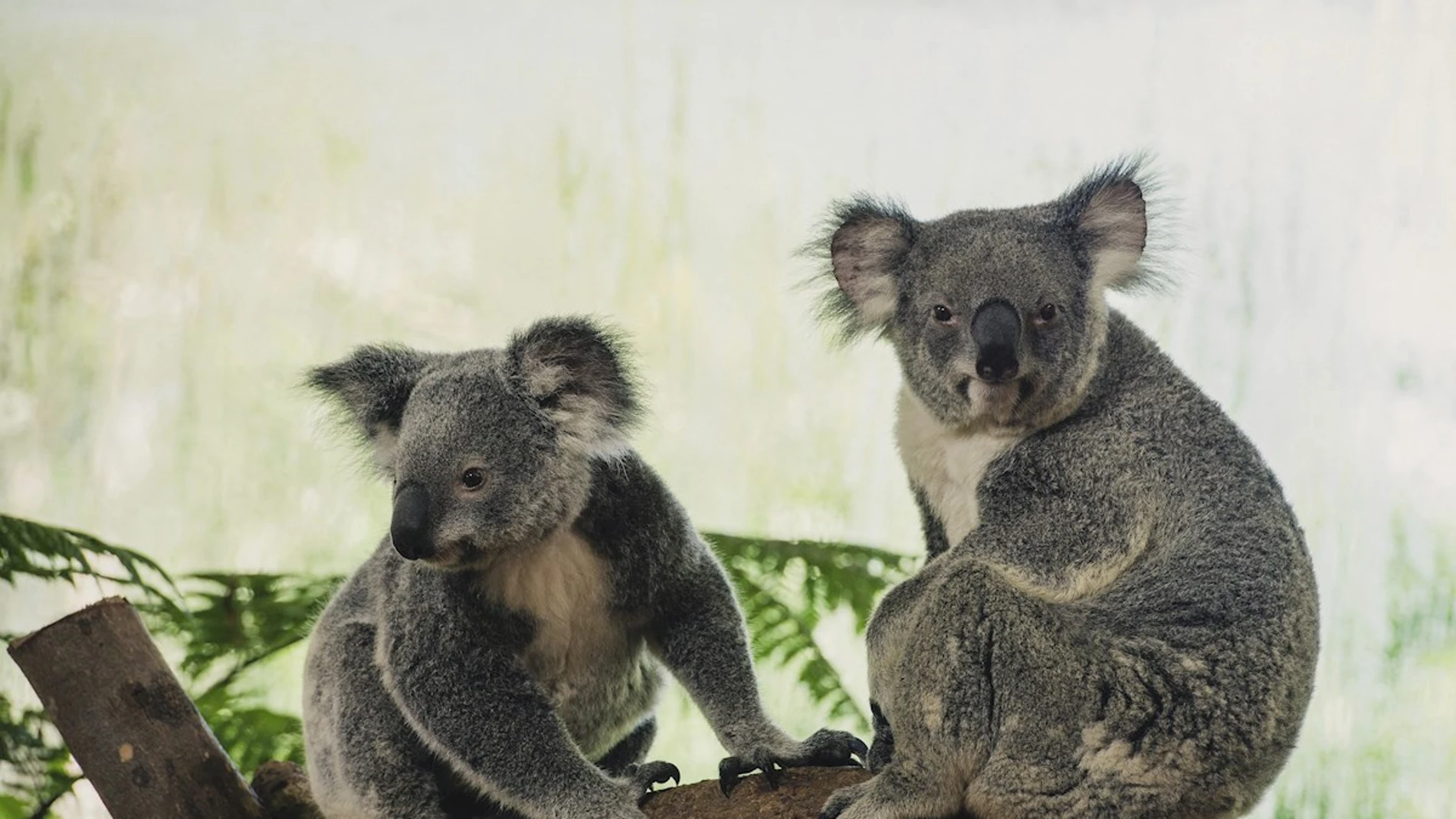 Imagen de archivo de dos koalas