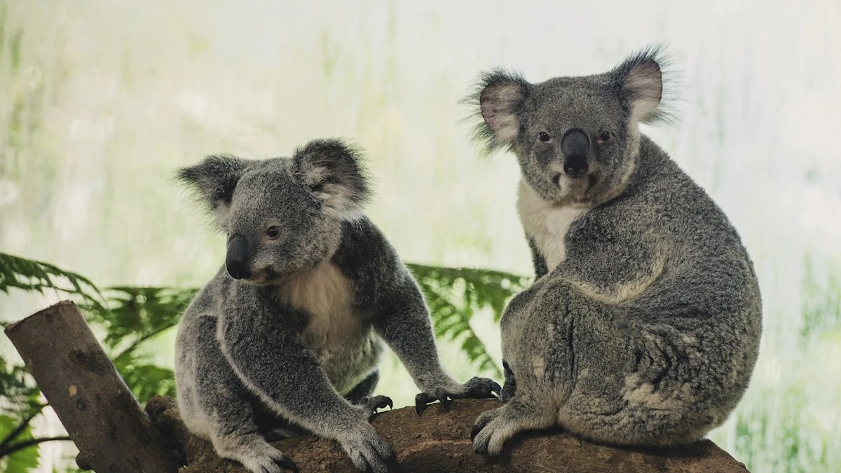 Imagen de archivo de dos koalas