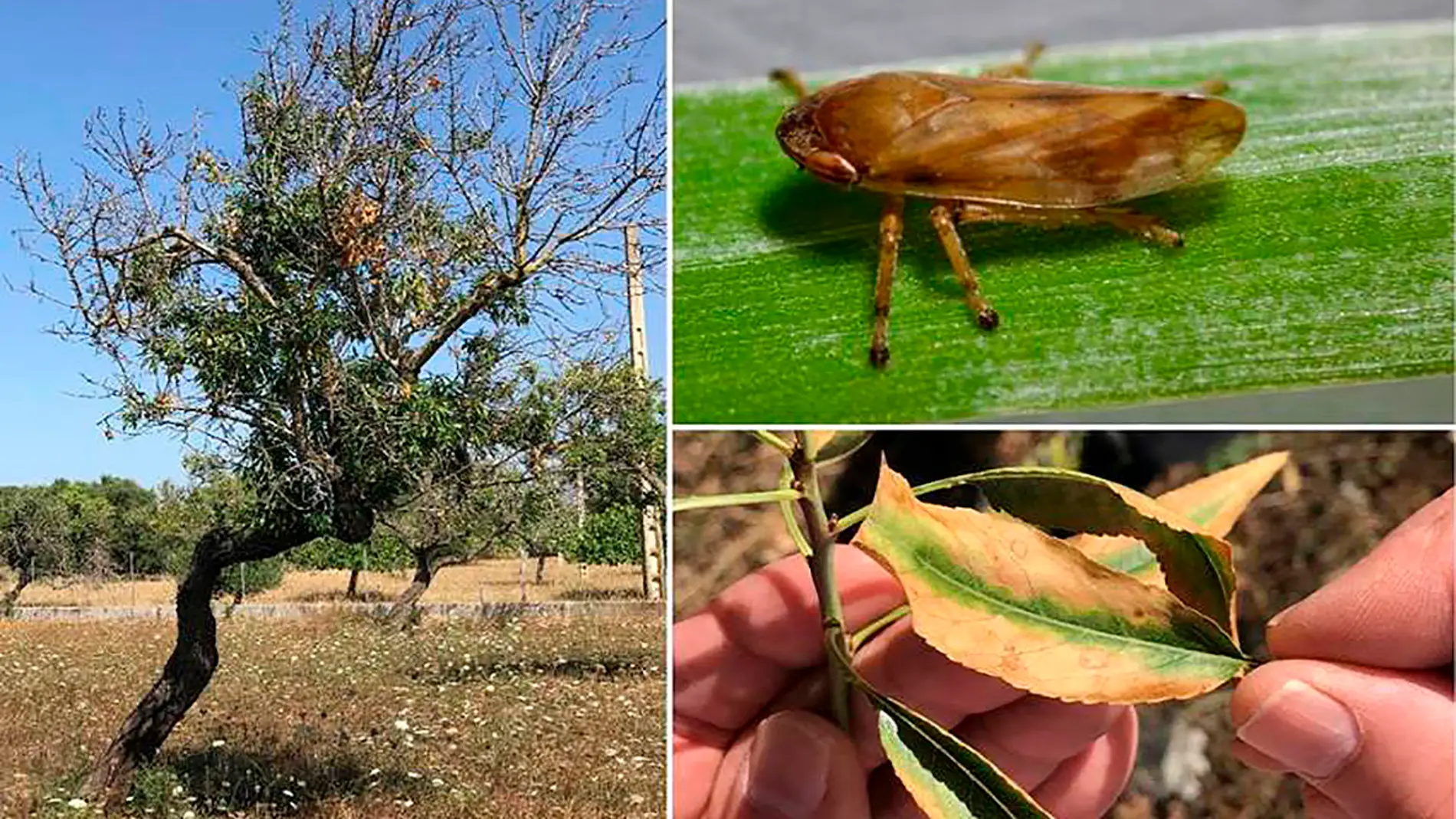 Los insectos que propagan la Xylella fastidiosa viajan mas de lo que se pensaba