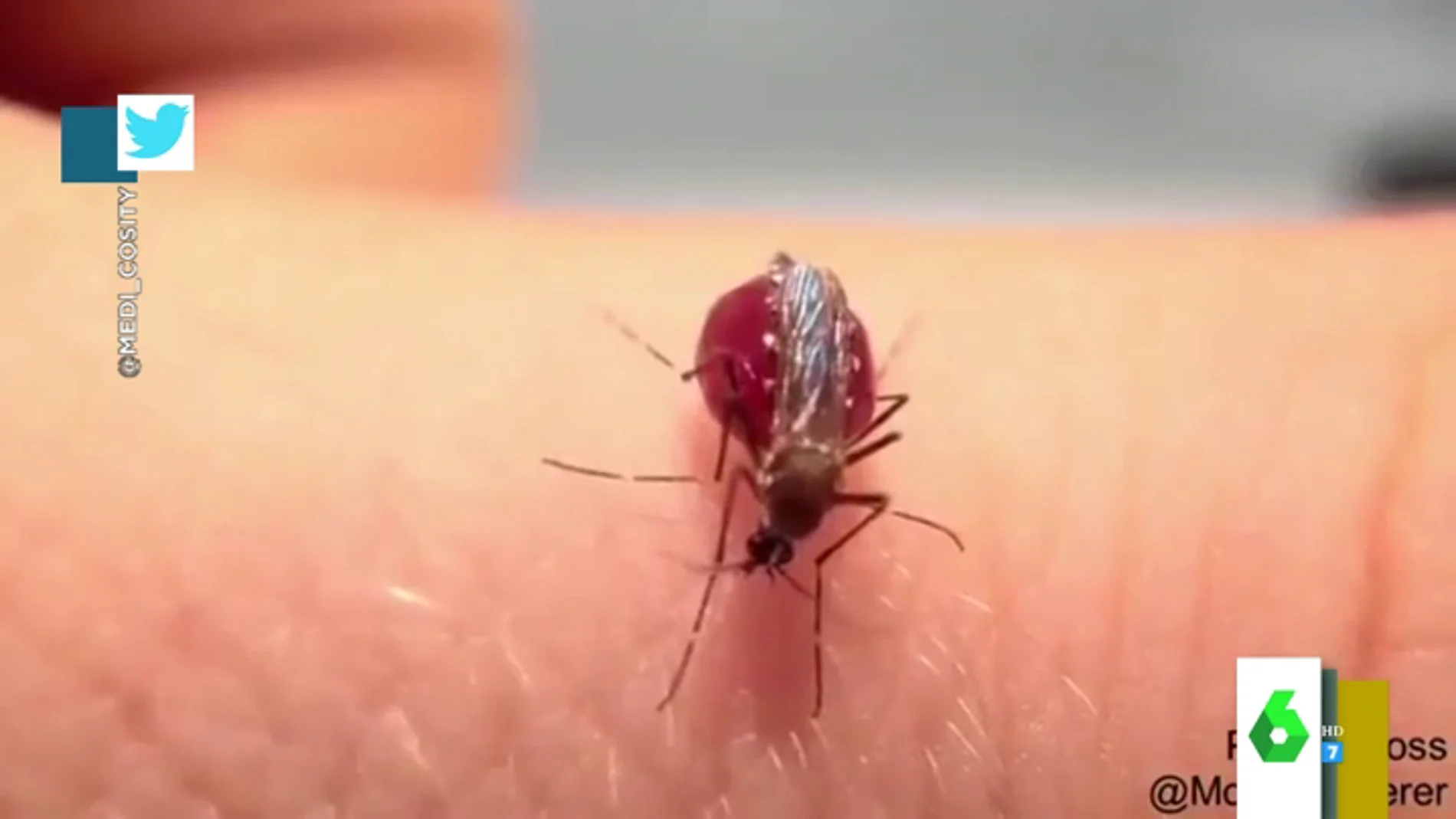 El momento en el que un mosquito revienta tras chupar la sangre a una persona