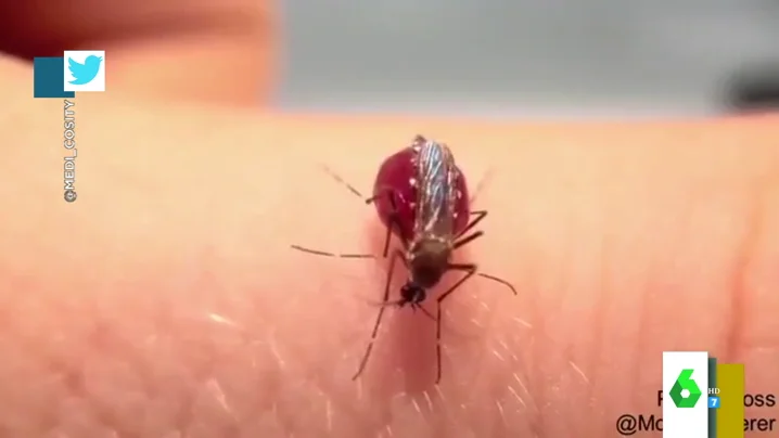 El momento en el que un mosquito revienta tras chupar la sangre a una persona