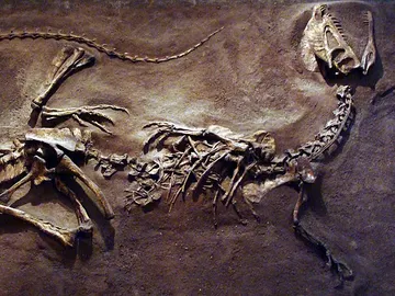 Dilophosaurus en la exhibición en el Royal Ontario Museum Dilophosaurus en la exhibición en el Royal Ontario Museum