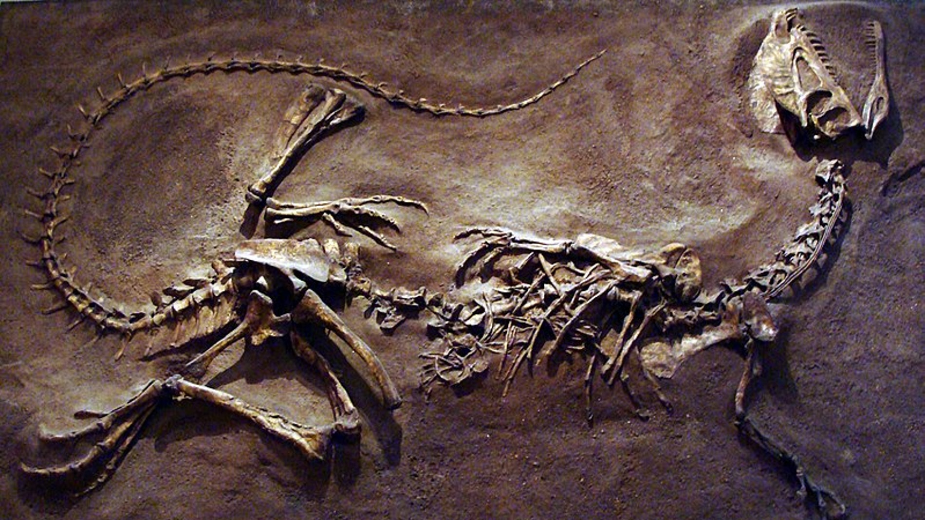 Dilophosaurus en la exhibición en el Royal Ontario Museum