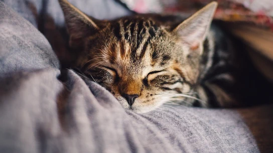 Gato Gato