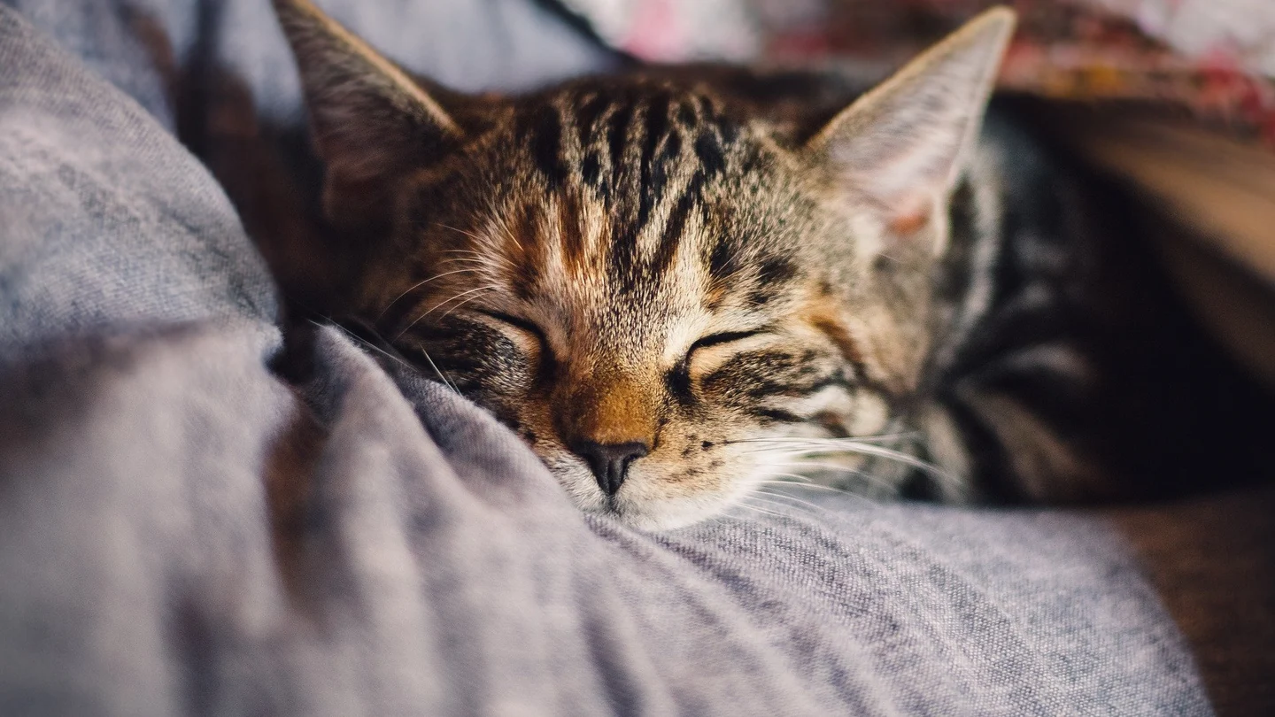 Gato Gato