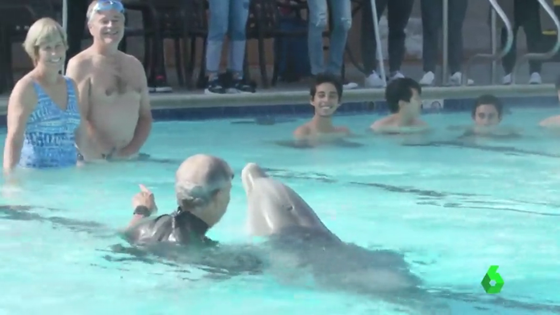 Crean delfines robóticos para sustituir a los que viven en cautividad