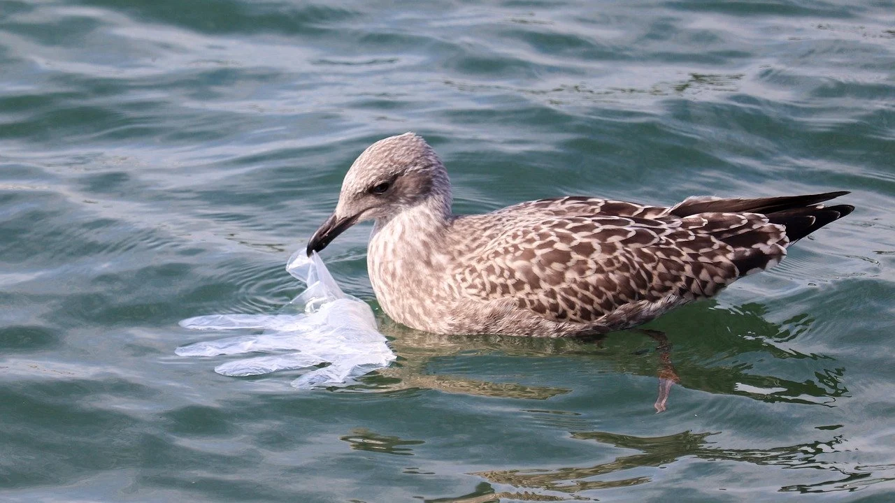 Ave con un guante de plástico en el mar