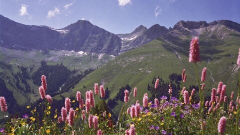Paisaje. L'Etivaz AOP