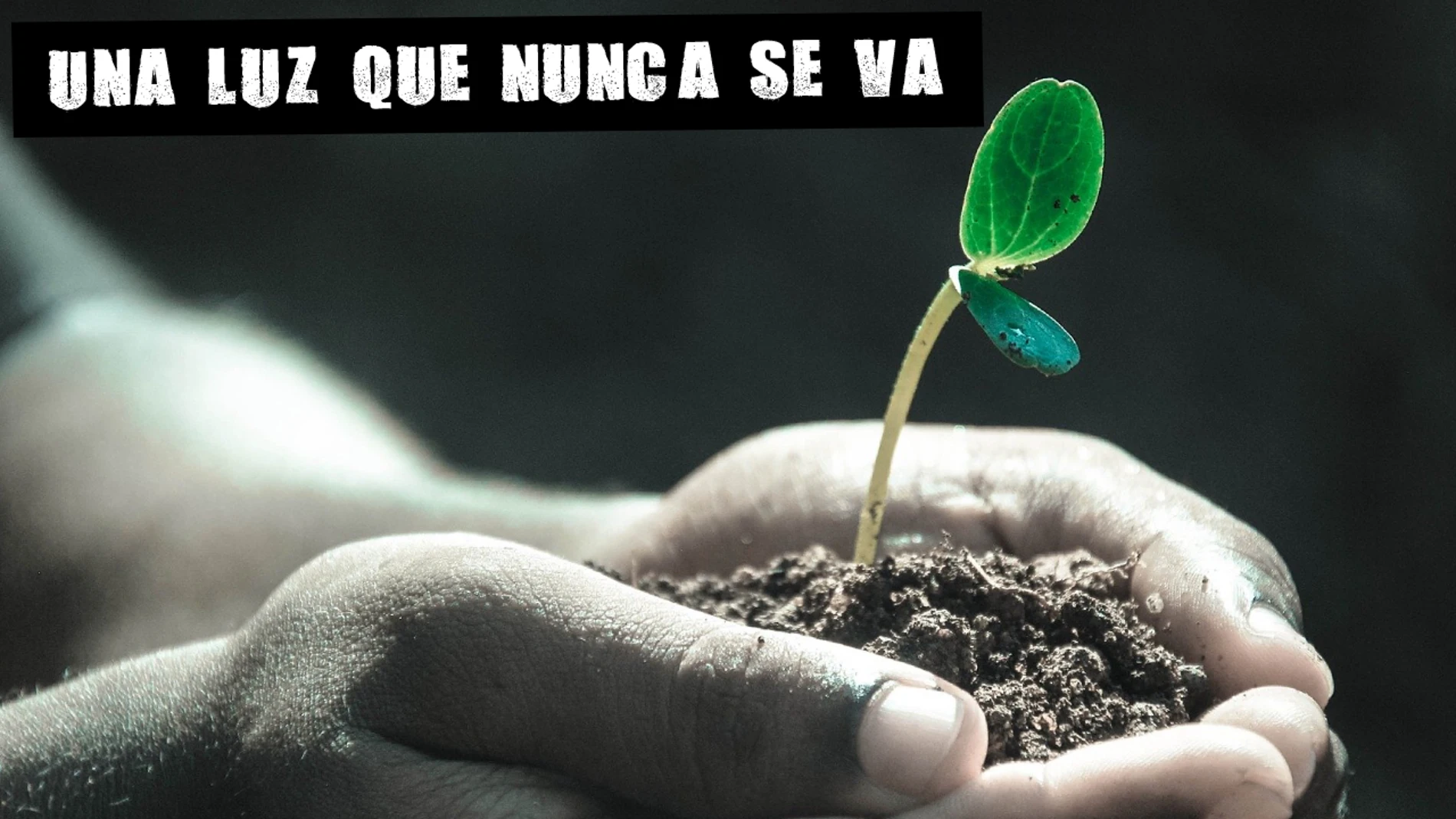 Brote de una planta Brote de una planta