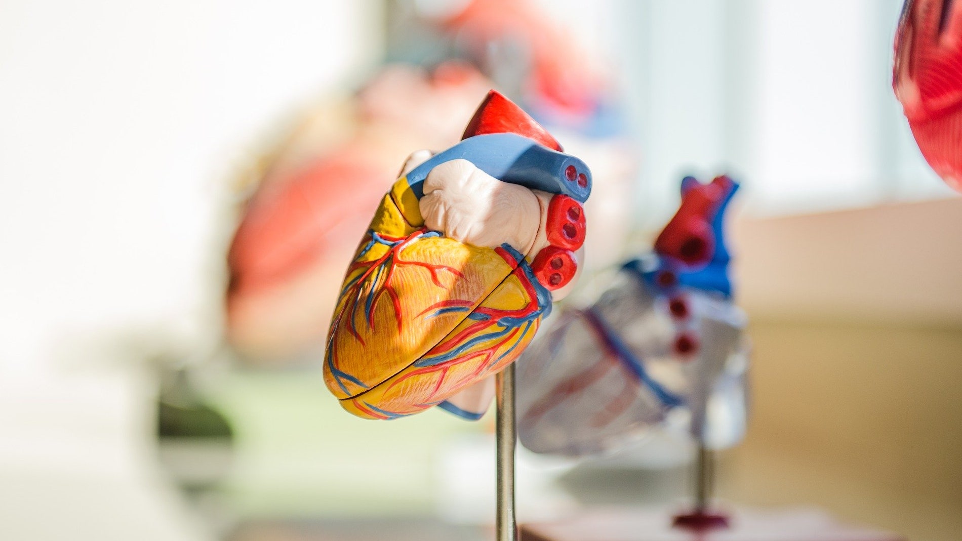 Los movimientos de contracción cardiaca influyen en la percepción del dolor