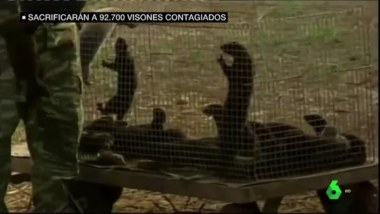 Granja de visones Granja de visones