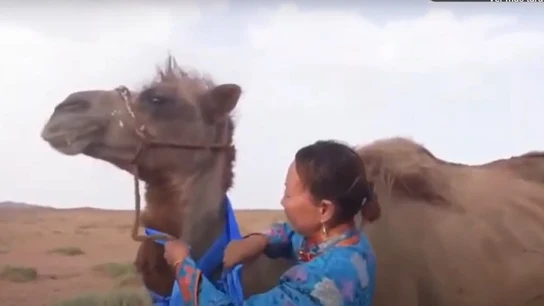 Imagen del camello que recorrió 100 kilómetros para reencontrarse con sus dueños en Mongolia Imagen del camello que recorrió 100 kilómetros para reencontrarse con sus dueños en Mongolia