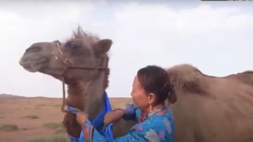 Imagen del camello que recorrió 100 kilómetros para reencontrarse con sus dueños en Mongolia