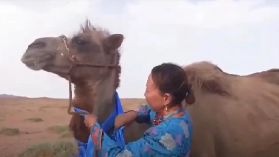 Imagen del camello que recorrió 100 kilómetros para reencontrarse con sus dueños en Mongolia