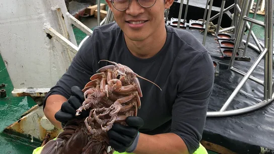 Imagen de Bathynomus raksasa hallado por los investigadores Imagen de Bathynomus raksasa hallado por los investigadores