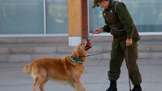 Un funcionario de entrenamiento canino de los Carabineros de Chile con sus perros, en Santiago Un funcionario de entrenamiento canino de los Carabineros de Chile con sus perros, en Santiago