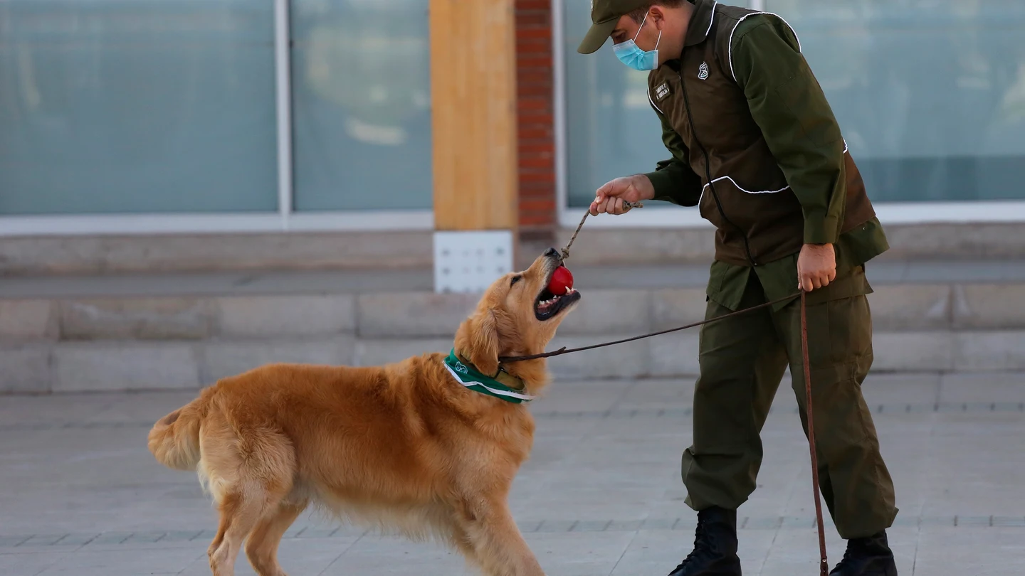Un funcionario de entrenamiento canino de los Carabineros de Chile con sus perros, en Santiago Un funcionario de entrenamiento canino de los Carabineros de Chile con sus perros, en Santiago