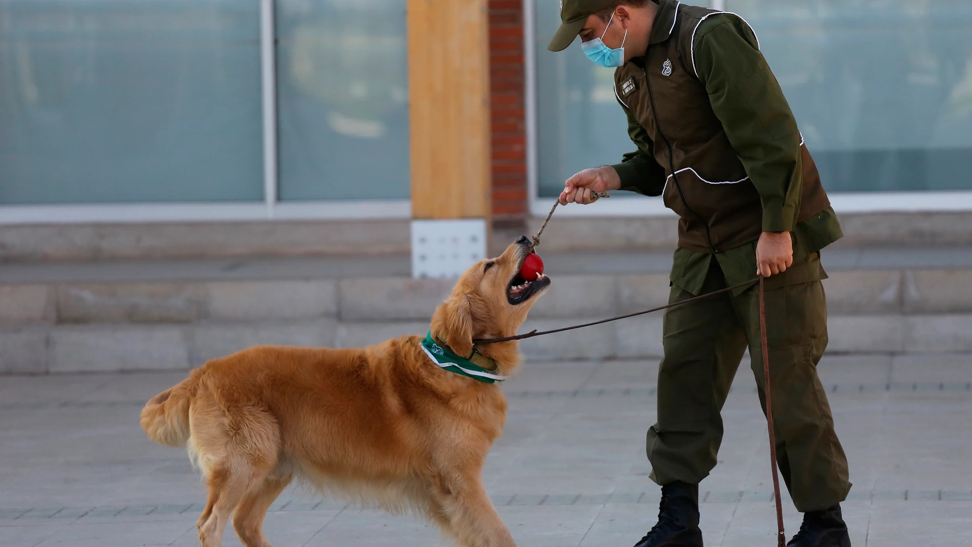 Un funcionario de entrenamiento canino de los Carabineros de Chile con sus perros, en Santiago