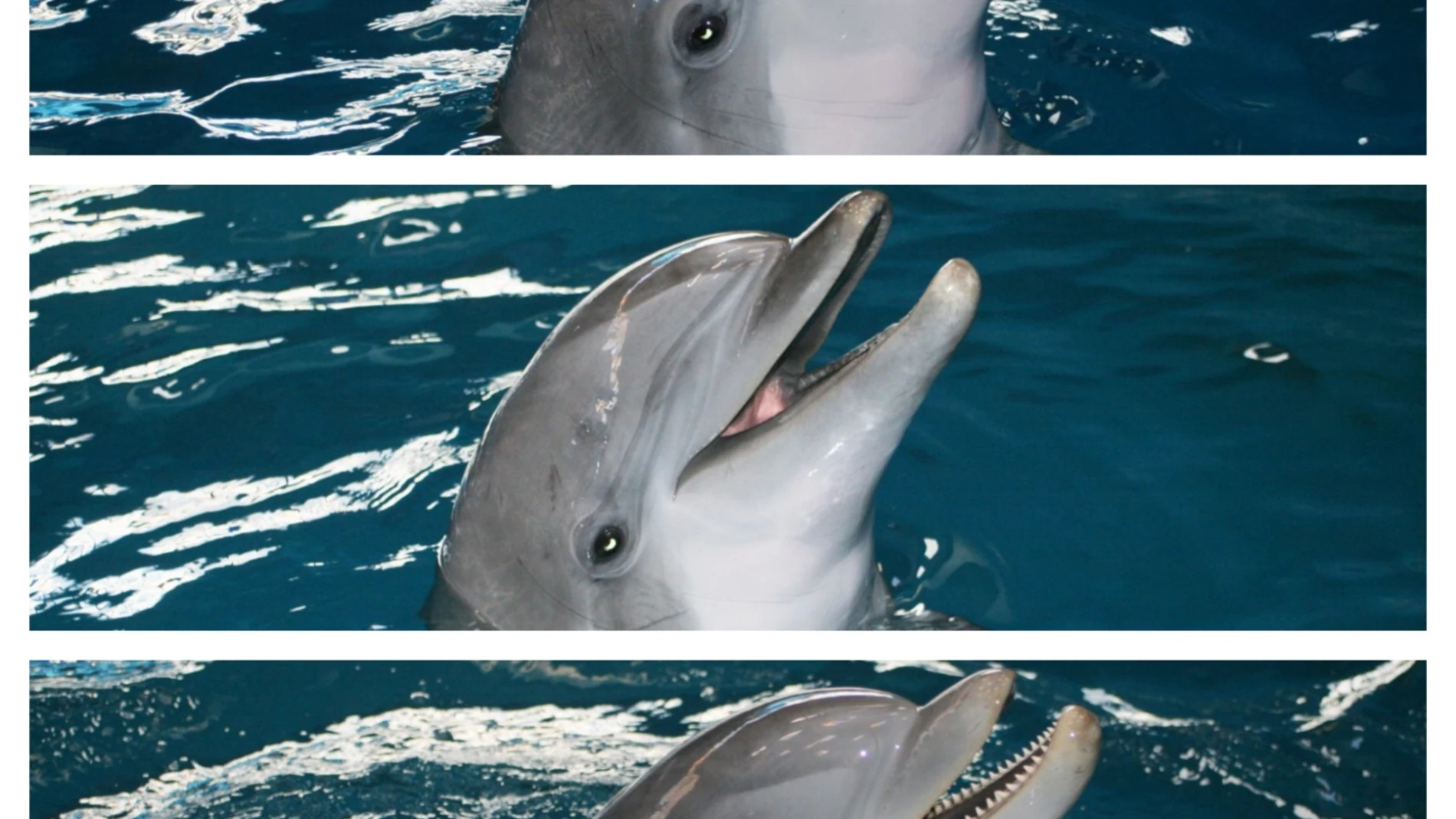 Los tres delfines del Zoo de Barcelona